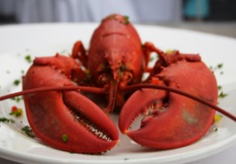 化妝品原料小百科：蝦青素的來源你知道嗎？