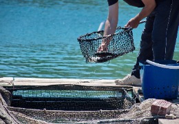 β－羥基－β－甲基丁酸在水產(chǎn)動物中應(yīng)用的研究進(jìn)展（上）