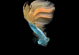 科普：魚膠原蛋白肽有哪些功能和作用？